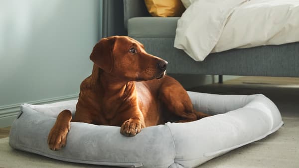 A dog in the basket from the UTSADD collection. 
