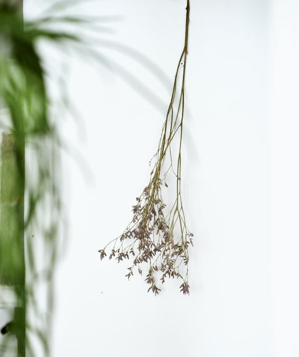 A dried flower stem hung on a white wall.