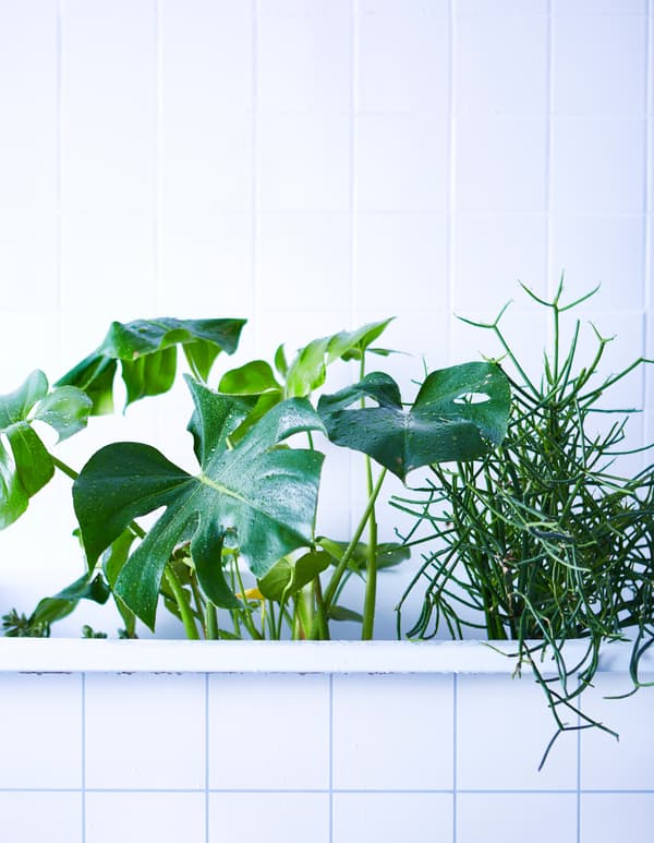 A few larger plants sit in a white bathtub.