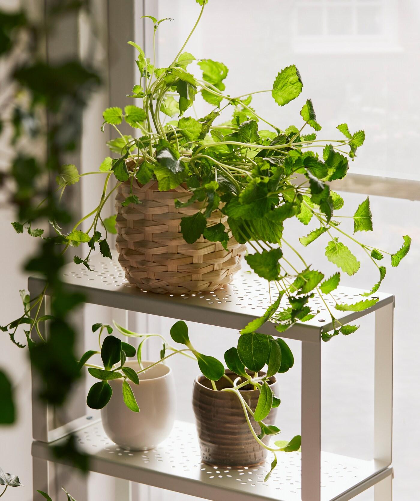 A few small green plants sit in the window on a shelving unit. One is in a bamboo pot