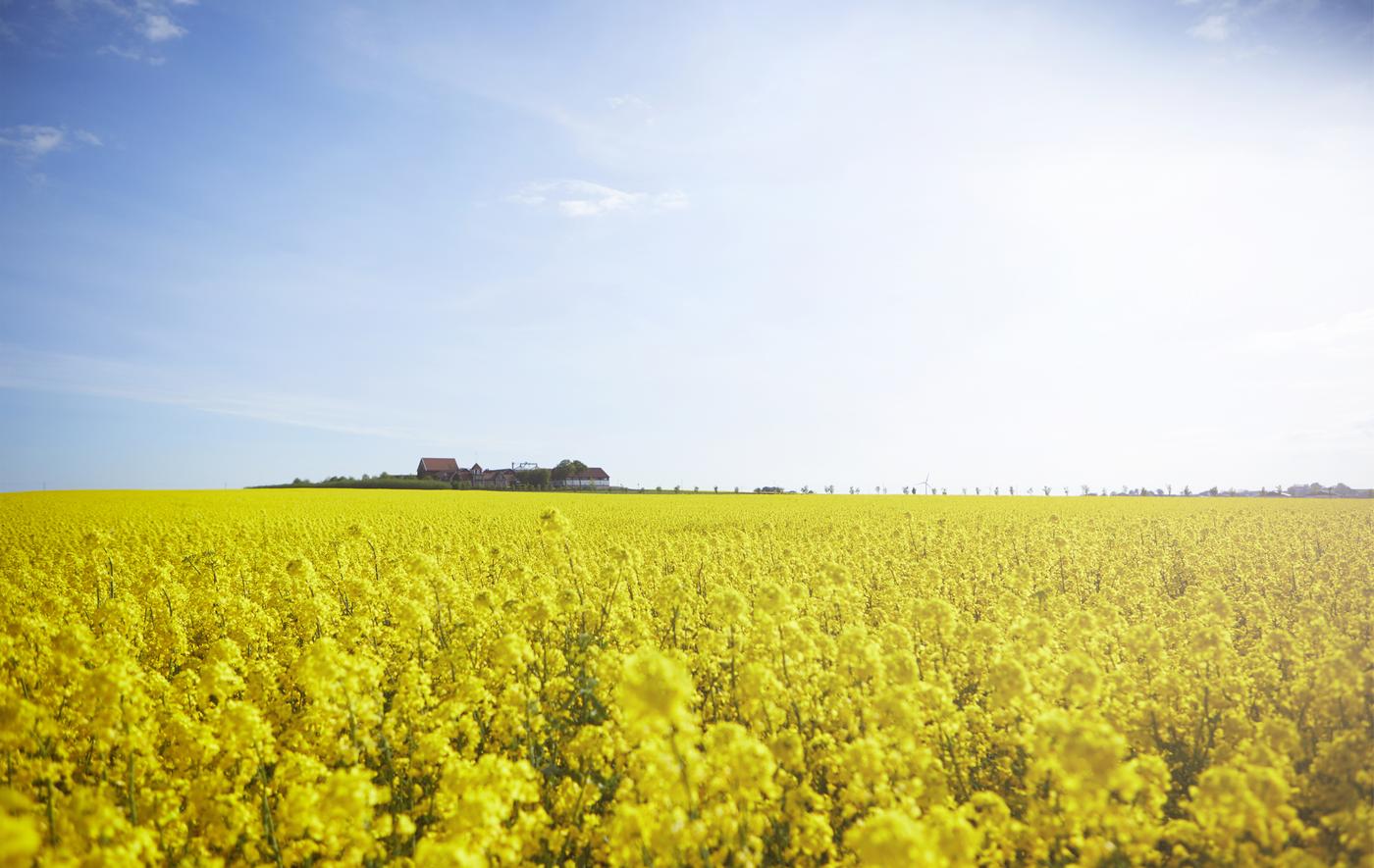A field of yellow rapeseed.