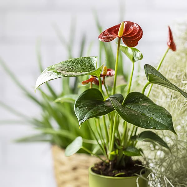A flamingo plant sits in a green pot, behind it can be seen an aleo vera