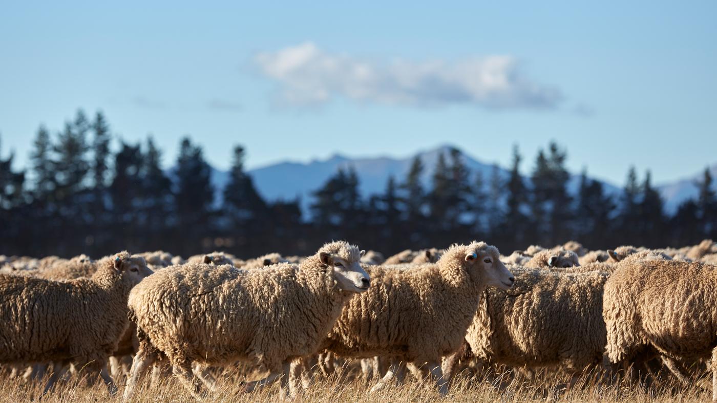 Read more about our wool
