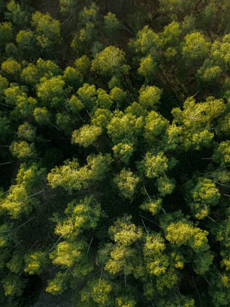 A forest seen from above