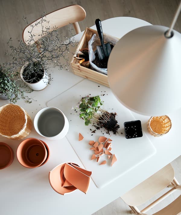 A gardening station set up on a kitchen table. On a SKVALLRA desk pad lie a potless plant in its soil and plant-pot shards.