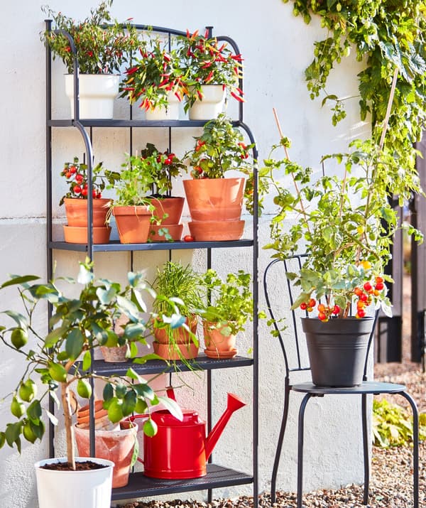 A gray steel shelving unit with four shelves and a gray steel chair holding vases with edible plants outdoors.