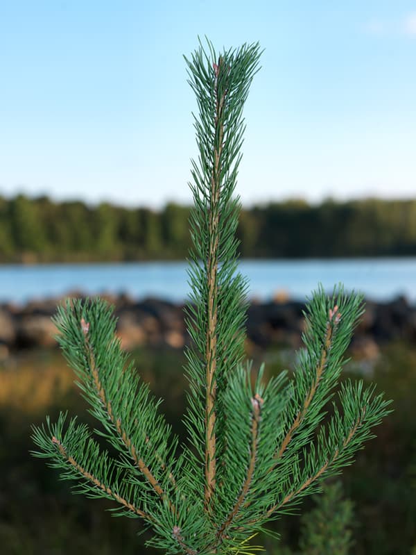A green fir sapling standing in front of a lake that is surrounded by more trees.