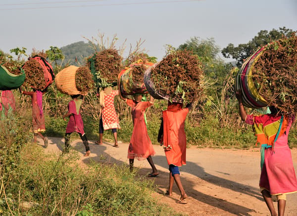 A group of African women wearing brightly coloured clothes, are carrying large bundles of plants on their heads.