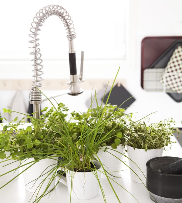 A kitchen sink area with potted herbs.