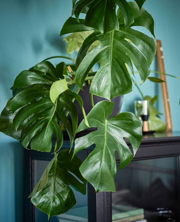 A large plant sits on top of a glass cabinet.