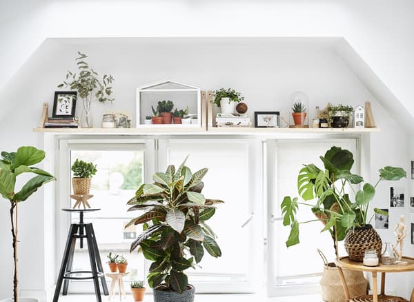 A large window with shelf display and many plants.