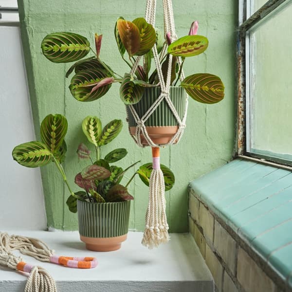 A leafy houseplant in a green MÄVINN plant pot, suspended in a macramé hanger by a bright window, with another plant pot standing below.