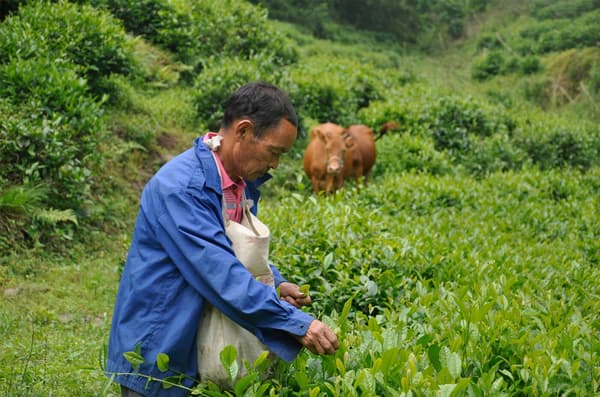 A man in a field of greenery around him with a cow in the background.