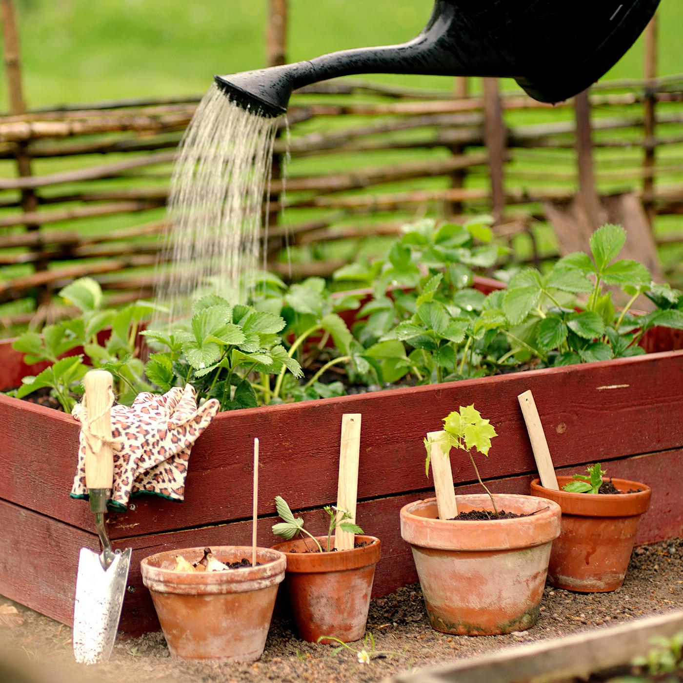 A person pouring water from a black watering can onto a raised flower bed in a garden filled with green plants.
