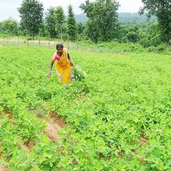 A person wearing a brightly coloured sari walks through a field holding a handful of harvested leaves that they have picked.