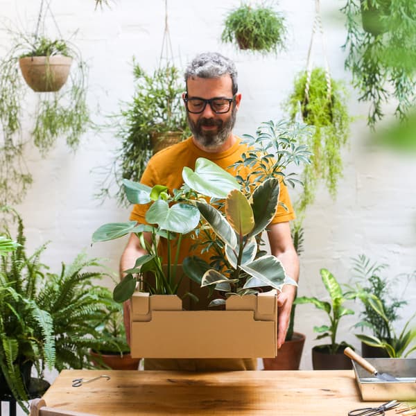 A person wearing a yellow t-shirt holding a box filled with green plants, plants all around him in a room with white walls.
