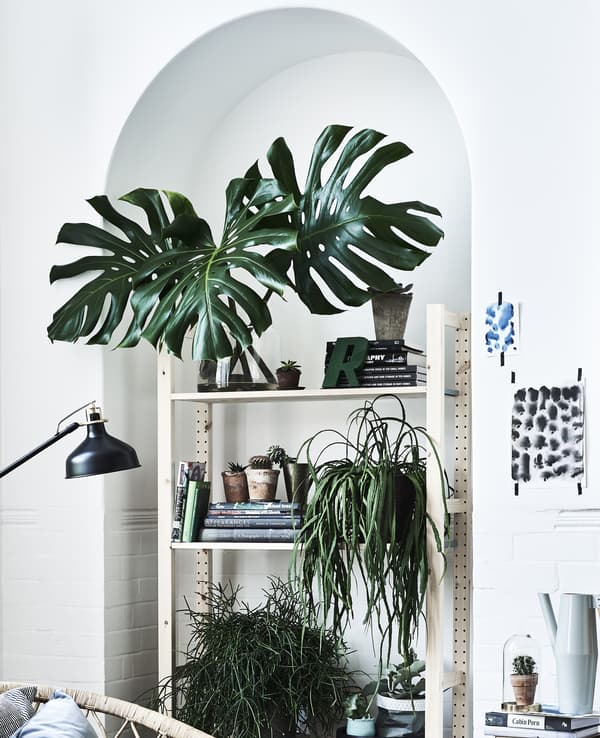 A pine storage unit set into an alcove and filled with plants and books.