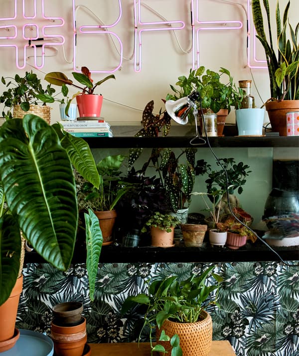 A pink neon sign above black wall-mounted shelves filled with various size pot plants.