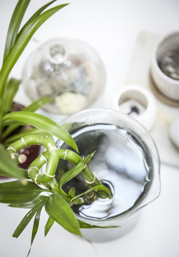 A plant displayed in a jug