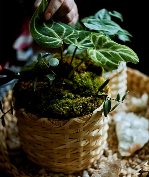 A plant in a bamboo pot on a tray.