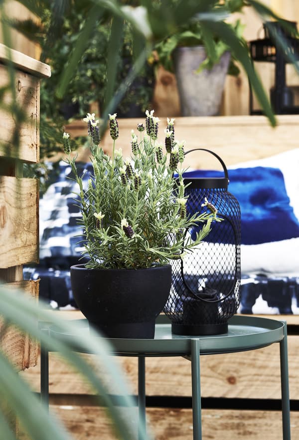 A plant on a tray table outside.