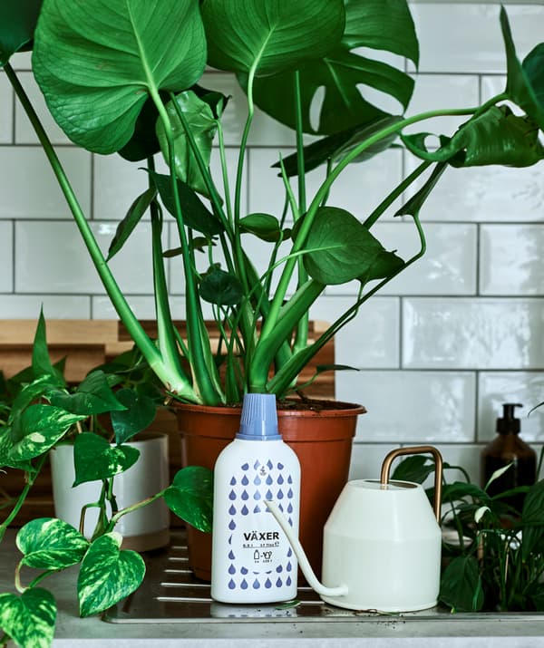 A potted Monstera plant on a draining board next to a bottle of plant feed and a gold handled watering can.