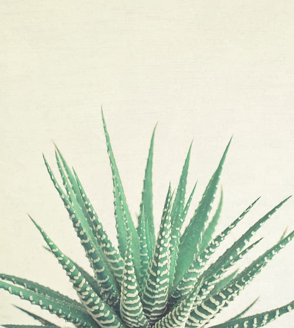 A print of a prickly plant.