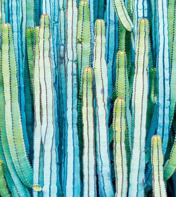 A print of tall cacti in green and blue.