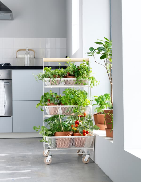 A rolling utility cart as a flexible veggie patch.