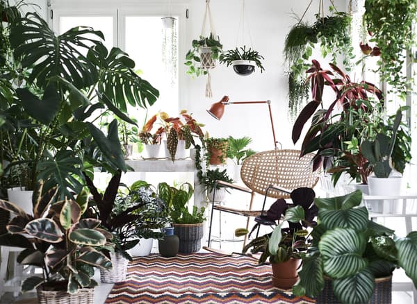 A rug, lamp and chair, framed by lots of plants.