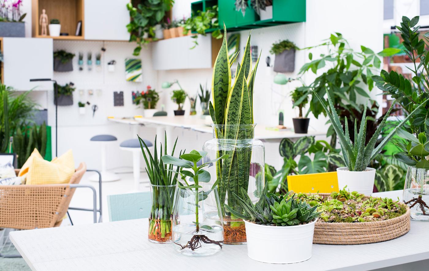 A selection of plants in clear glass vases and potted succulents on a white desk