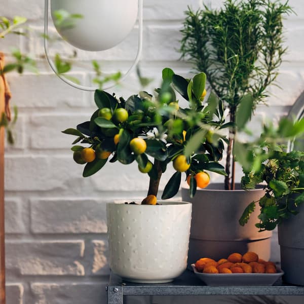 A small citrus plant sits on a table surrounded by other plants. 