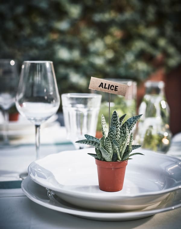 A small succulent plant with a name card  sits on a place setting.
