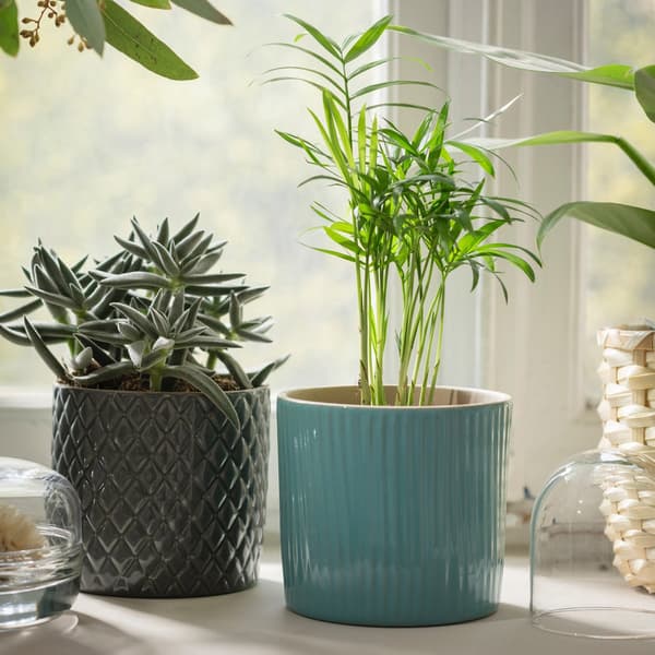 A small variety of the palour palm sits on a window sill.