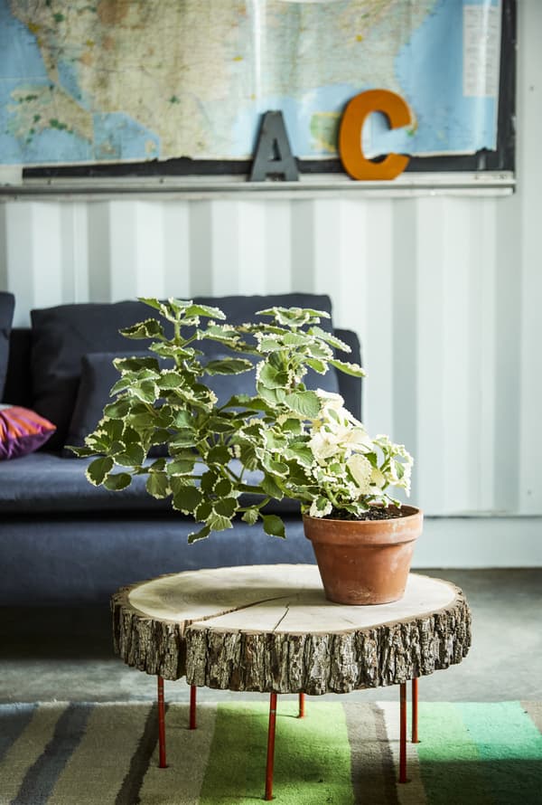A sofa with rustic coffee table and plant.