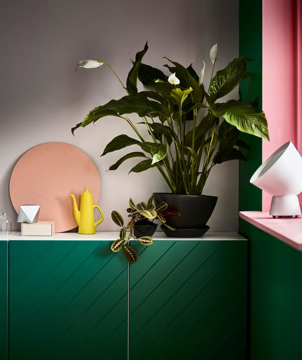 A SPATHIPYLLUM potted plant peace lily placed in a corner on top of a green cabinet.