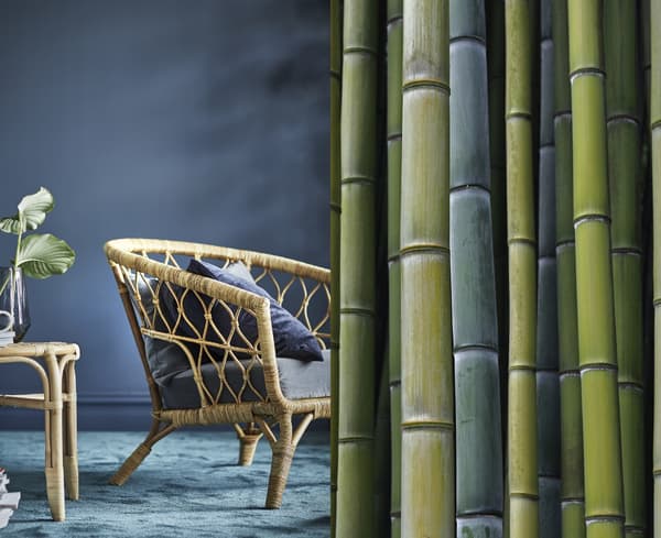 A split photo showing bamboo stalks and a finished armchair with a bamboo weaved frame.