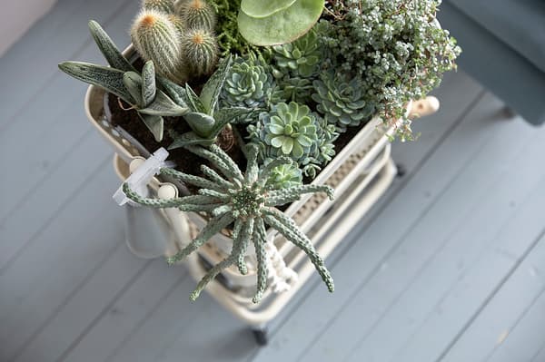 A storage trolley containing plants.