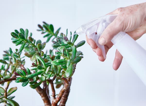A succulent plant is sprayed down with water from a spray bottle.