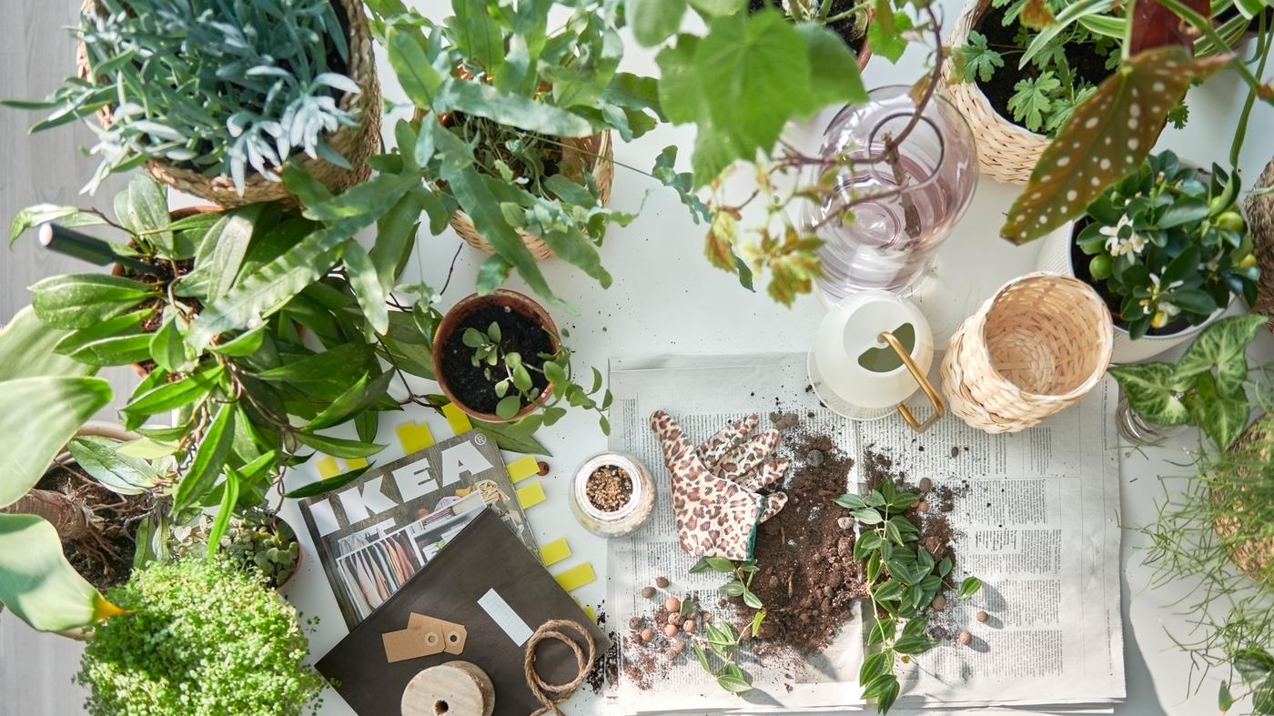 Read tips for growing plants indoors