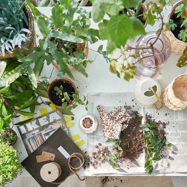 A table prepped for potting plants, plenty of green plants in pots, the IKEA catalogue, and soil on newspaper pages.