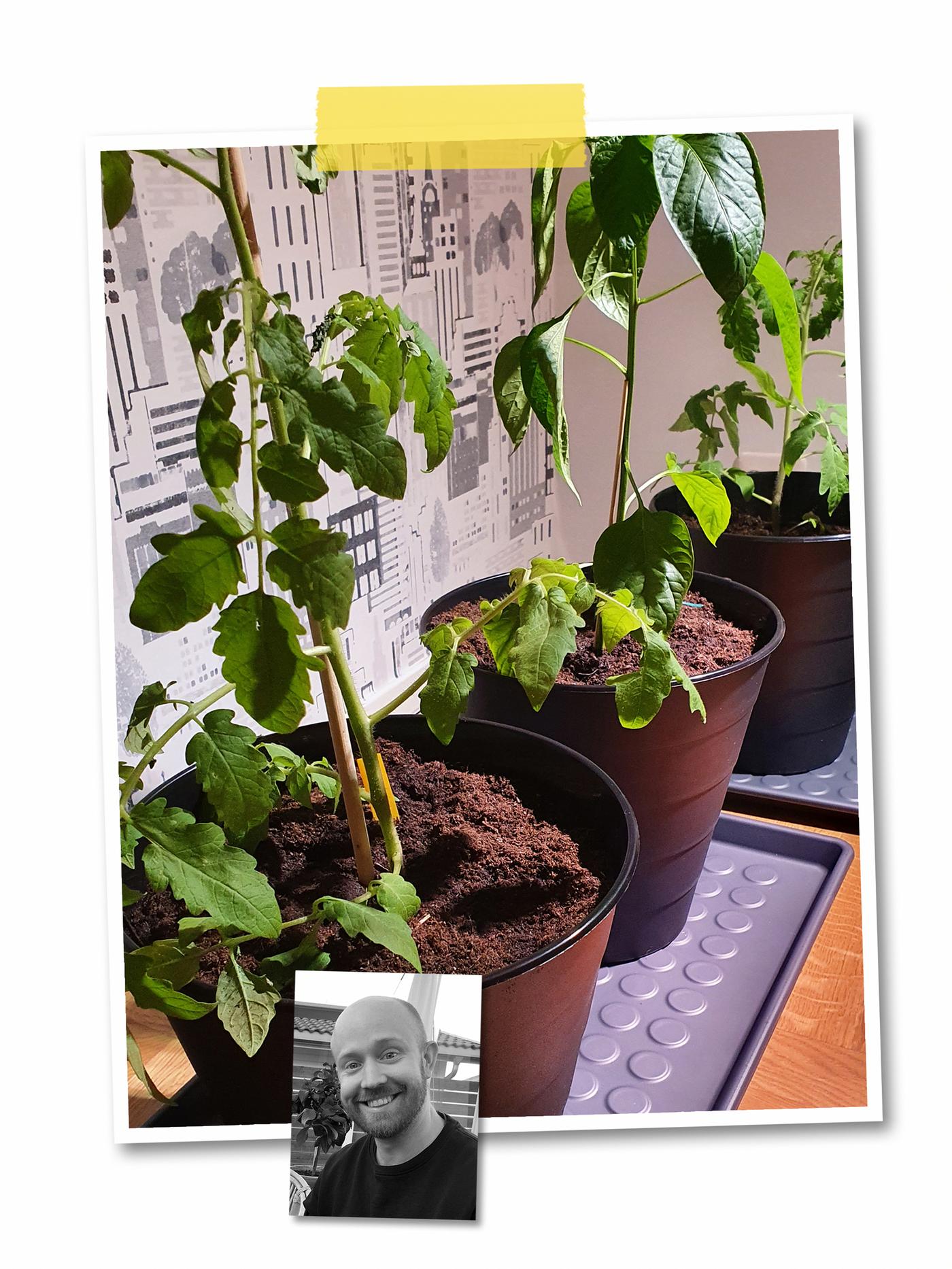 A two-image collage: thriving green plants in black FNISS bins placed on BAGGMUCK mats, and a portrait of an IKEA co-worker.