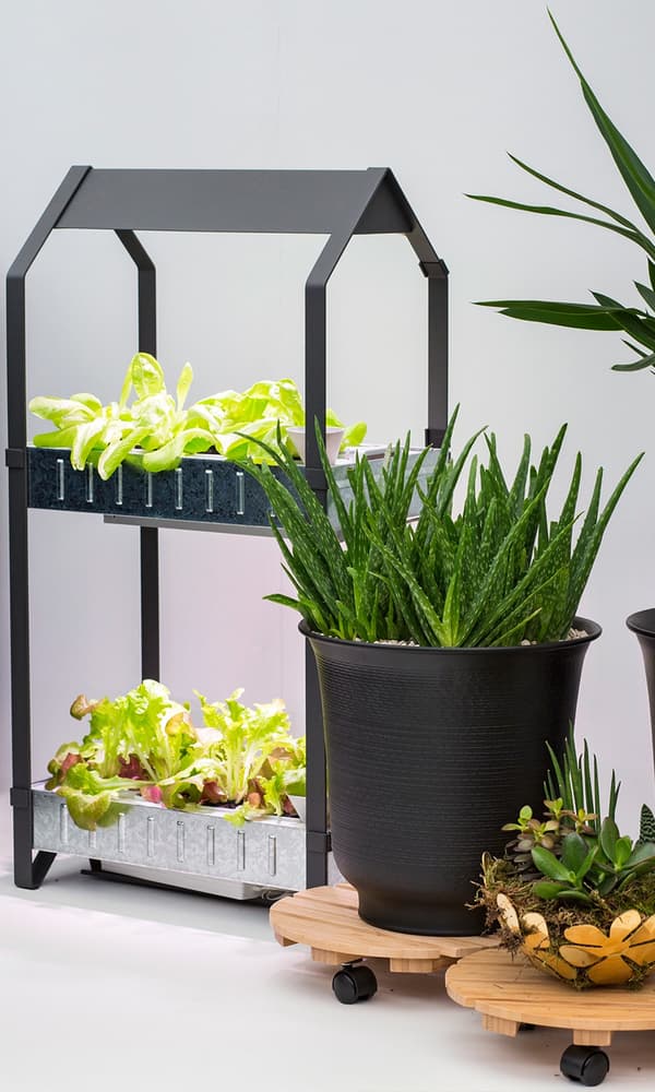 A two tier plant holder with salad leaves growing.