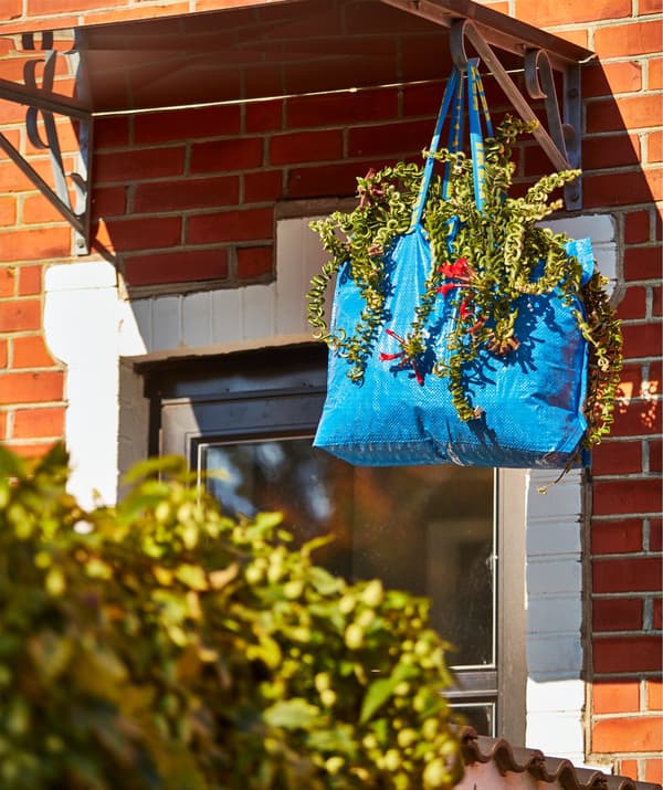 A waterproof, blue FRAKTA carrier bag working as a big hanging vase for a plant.