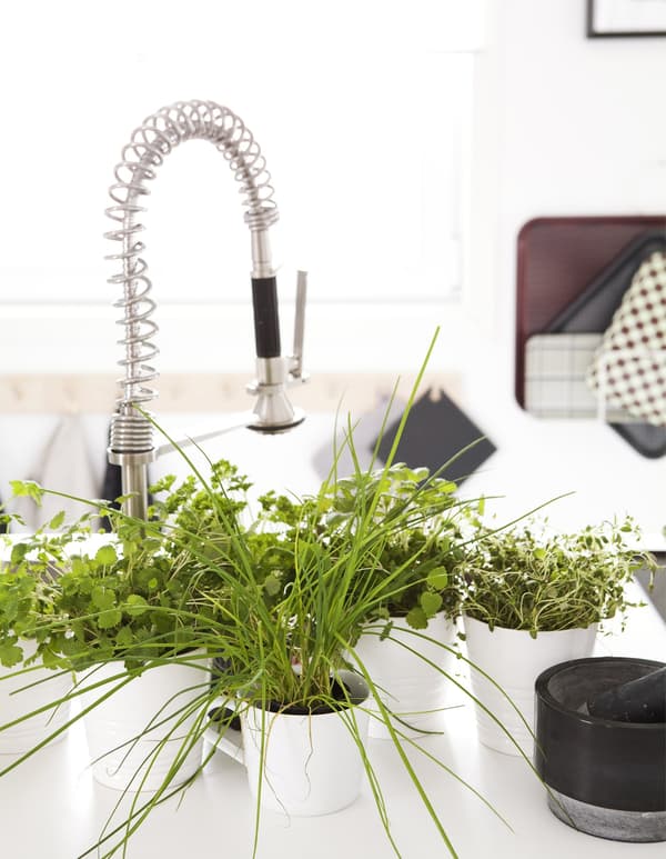 A white kitchen sink area with a collection of potted herbs.
