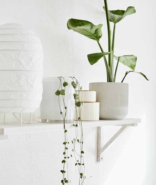 A white lamp, pot plants and ornaments on a white wall-mounted shelf.