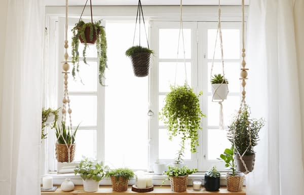 A window garden with hanging planters.