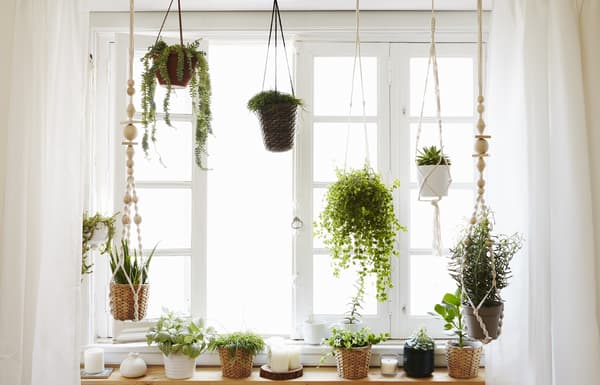 A window garden with hanging planters.