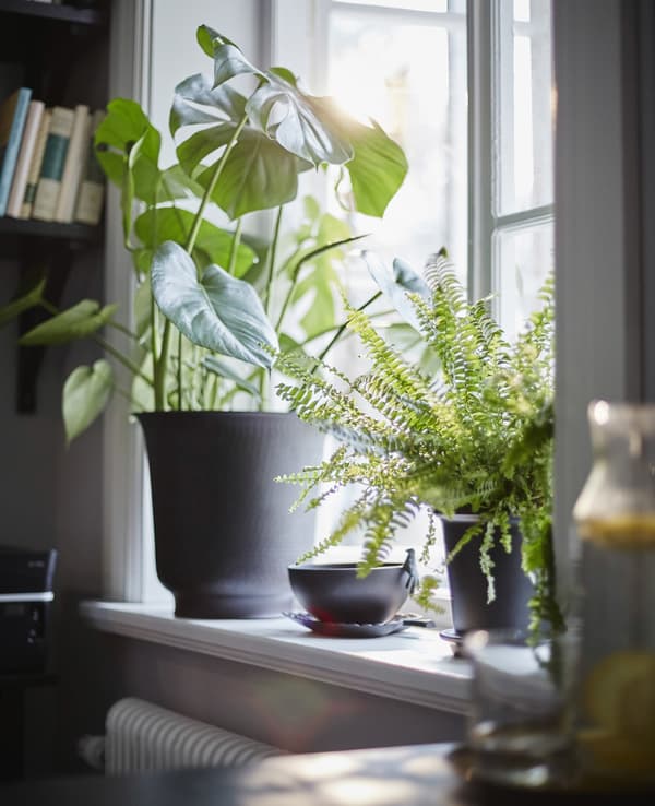 A windowsill with plants in dark-coloured pots add greenery to a home workspace.