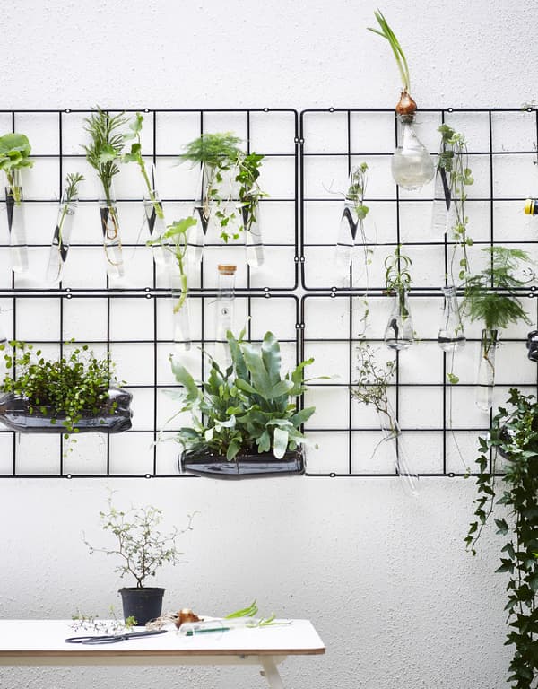 A wire trellis mounted on the wall with tubes of plant and water.